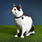 Produktbild Batman Klick-Halsband für Hunde blau