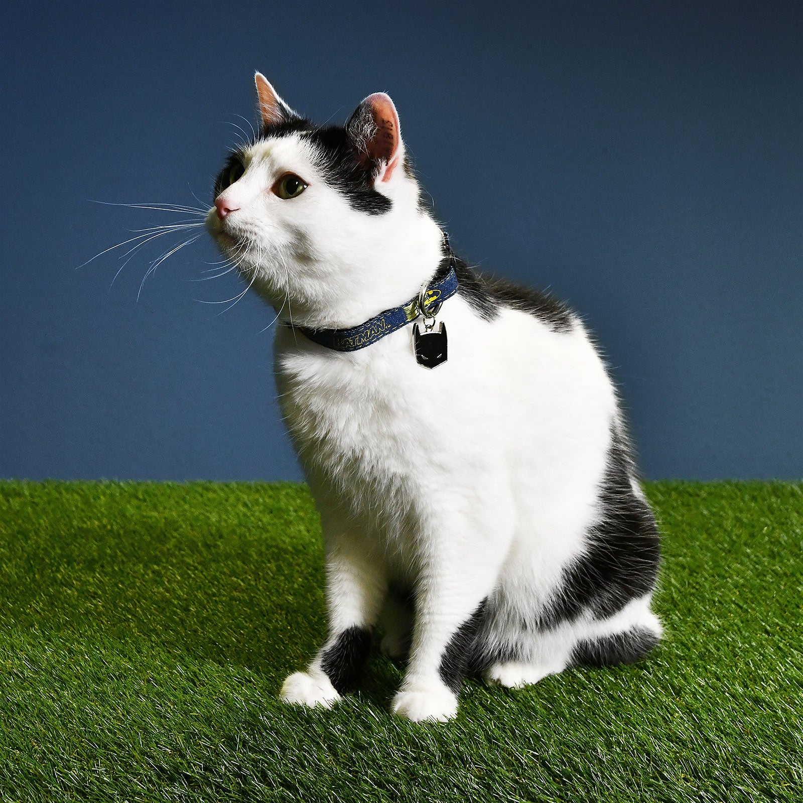 Produktbild Batman Klick-Halsband für Hunde blau