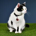 Produktbild Avengers - Comic Heroes Klick-Halsband für Hunde
