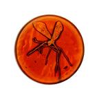 Produktbild Jurassic Park - Medaillon und Pin Geschenkbox limitiert