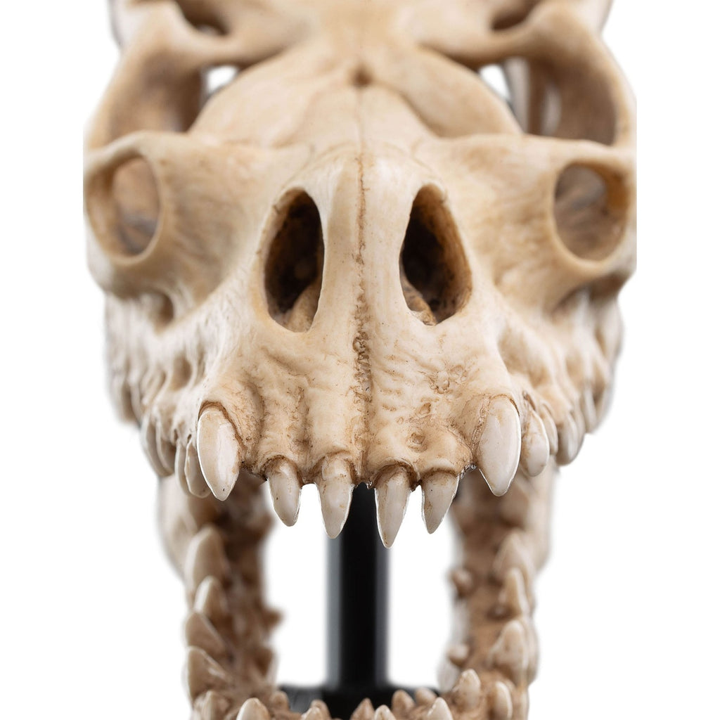 Produktbild Der Herr der Ringe - Skull of a Fell Beast Mini Statue