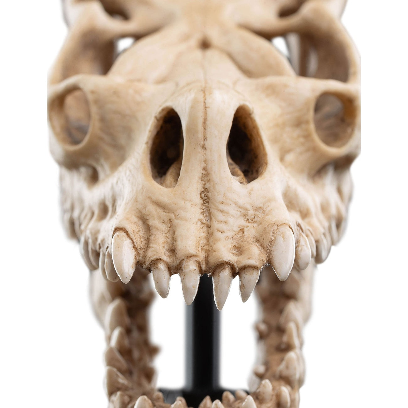 Produktbild Der Herr der Ringe - Skull of a Fell Beast Mini Statue