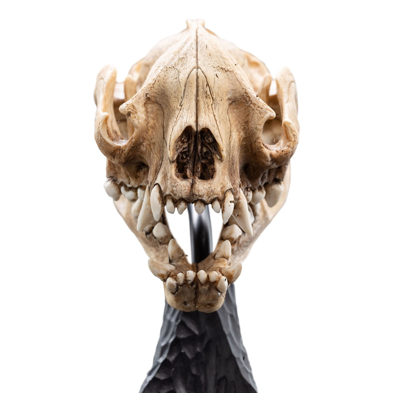 Product image The Lord of the Rings Mini Statue Skull of a Warg 20 cm